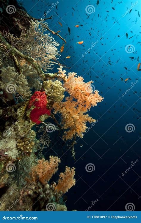Marine Life In The Red Sea Stock Image Image Of Dark Submerged