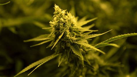 The marijuana money keeps flowing: Chicago weed company ...