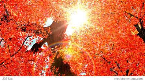 Autumn Red Leaves Falling In Wind Stock Animation 203826