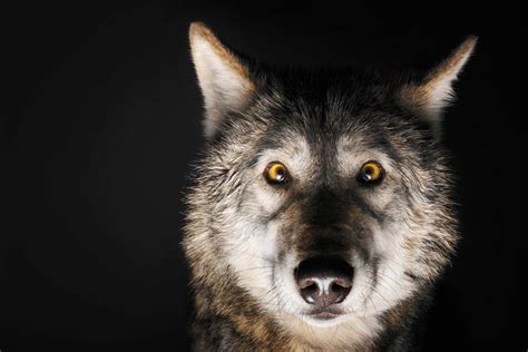 How To Be An Alpha Male According To Wolves Readers Digest