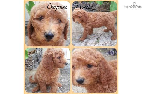 Now accepting deposits for f1b goldendoodles please text: Red F1B Standard Goldendoodle -Cheyenne | Goldendoodle ...