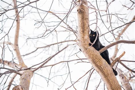 Cat Life Pet Lifestyle Hunting Stock Image Image Of Color Curious