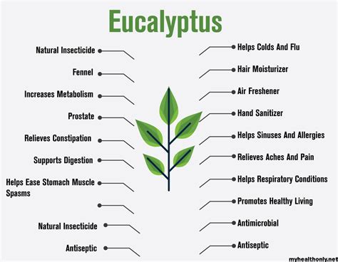 19 Tremendous Benefits Of Eucalyptus You Must To Know My Health Only