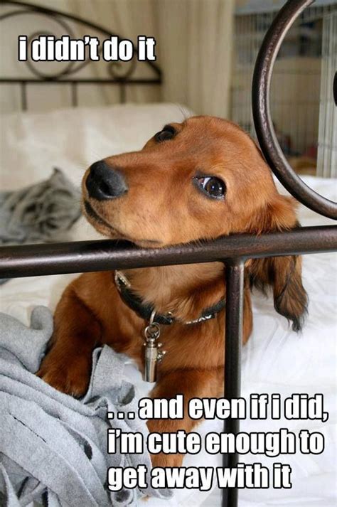 Your parents didn't come, did they? dog I didn't do it | feel good | Pinterest