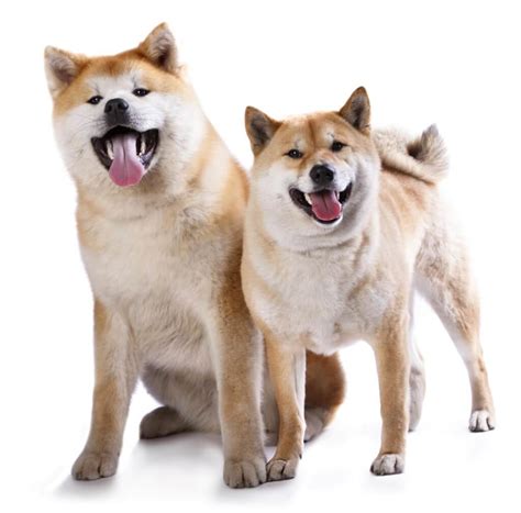 Shiba inu tokens will be used on shiba inu's shibaswap platform, where users can stake their tokens for interest via staking rewards. Unterschied Shiba Inu und Akita Inu - Größe, Gewicht ...