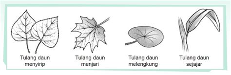 Inspirasi Baru Bentuk Tulang Daun Kerajinan Daun