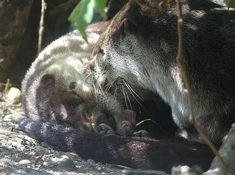 Otter Gives Her Friend A Good Nap Smooch — The Daily Otter