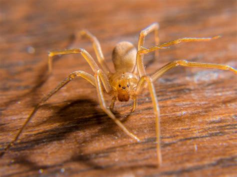 Learn More About Brown Recluse Spider Identification And Control