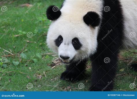 A Giant Panda Is Sending A Sweetly Smile To The Audiences Stock Photo