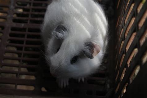 10 Free Cuyos And Guinea Pig Images Pixabay