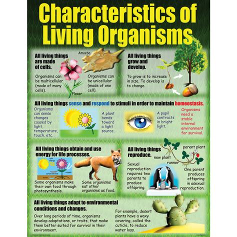 Classification Of Living Organisms Poster Daydream Ed