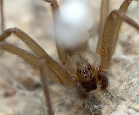 Arizona Brown Recluse Spider Loxosceles Arizonica Bugguidenet