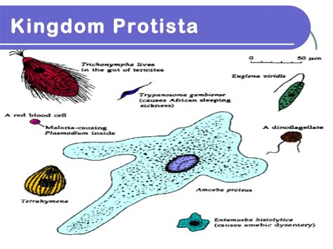 Kingdom Protista Examples Of Organisms
