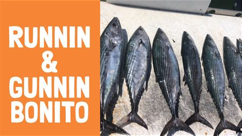 Atlantic Bonito Fishing Wrightsville Beach Nc Youtube