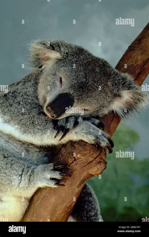 Australia Koala Bear Sleeping Stock Photo Alamy