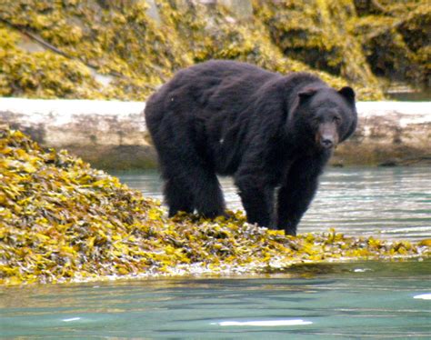 Grizzly Bears Grizzly Bear Tours And Whale Watching Knight Inlet