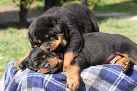 We bring to you a list of names that you can select and choose from! Female Rottweiler Names Your Gal Pal Will Love