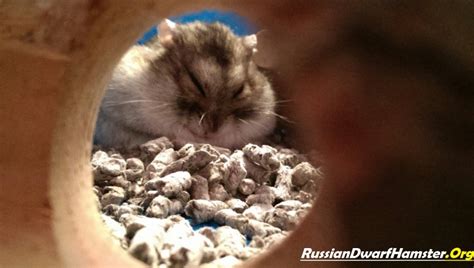 Russian Dwarf Hamster Care Sheet Step Guide
