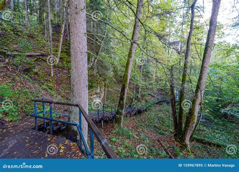 Wet Wooden Footpath In Green Forest Stock Image Image Of Tree