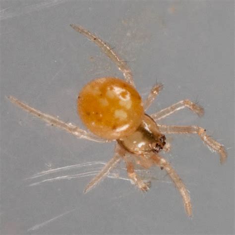 Small Orange Spider Bugguidenet