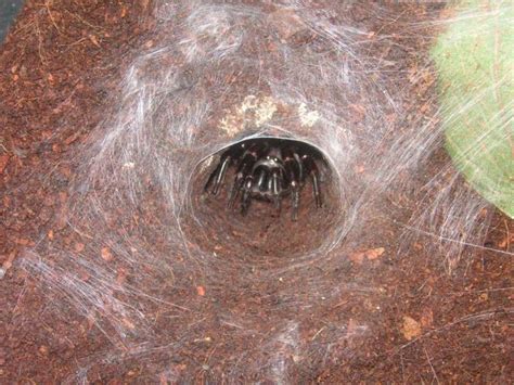 Sydney Funnel Web Spider Facts Identification And Pictures