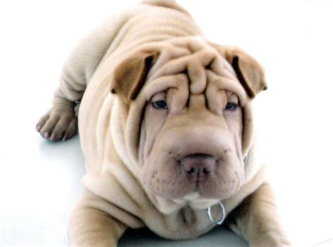 The Chinese Shar Pei Wallpapers Wallpaper Cave