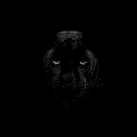 Black Panthers Wallpapers Wallpaper Cave