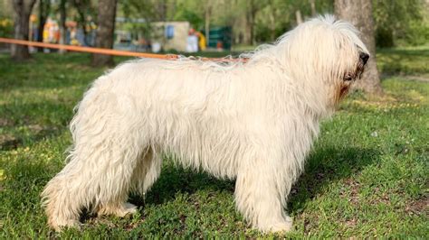 Южнорусская овчарка собака фото характер описание породы