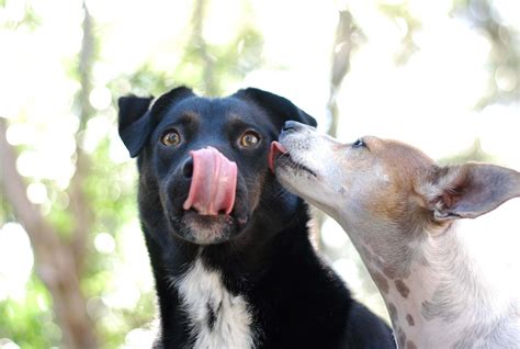 Dog Daycare in New Braunfels TX - Gruene Gables Pet Resort