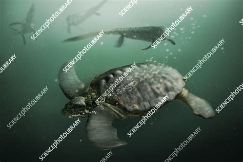 Archelon Prehistoric Sea Turtle Illustration Stock Image C0550912