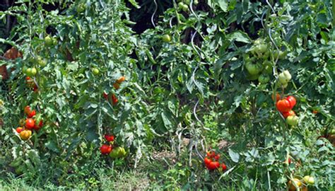 How To Grow San Marzano Tomatoes Garden Guides
