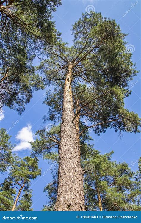 Photo Of A Summer Pine Forest Stock Image Image Of Tree Season