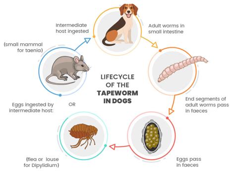 Tapeworms In Dogs Symptoms Treatment And Prevention Pawlicy Advisor