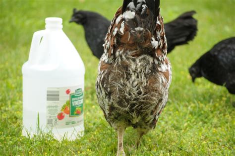 How Vinegar Affects Chickens The Pioneer Chicks