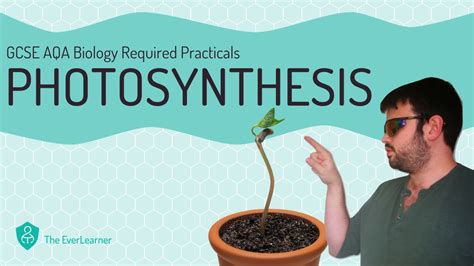 AQA GCSE Biology Required Practical Photosynthesis YouTube