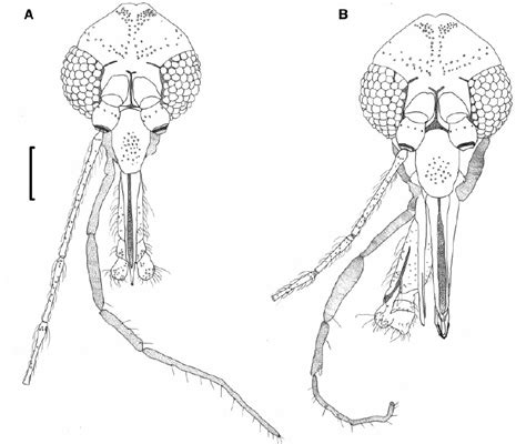 lutzomyia lutzomyia elizabethrangelae sp nov a male paratype download scientific diagram