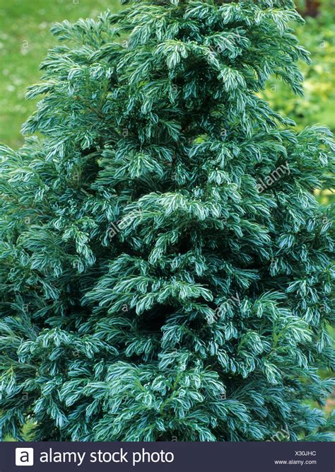 Cypress Conifer Conifers Evergreen Evergreens Tree Trees Garden Plant
