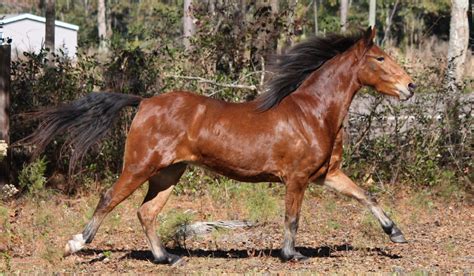 Hackney Pony Breed Profile Helpful Horse Hints