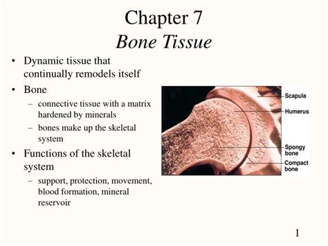 Bone Structure And Function Ppt