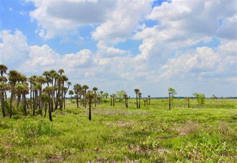 Search and save up to 75% now! Kissimmee Prairie Preserve State Park | Florida State Parks