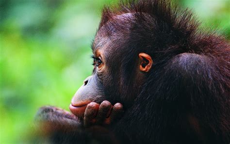 Orangutan Hd Wallpaper Background Image 1920x1200