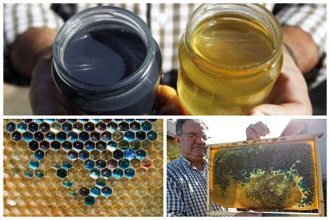 Bees Make Blue Honey After Eating Mandms Bee Keeping Bee Organic Honey