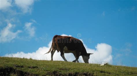 A Lonely Cow Stock Image Image Of Animal Landscape 38640311