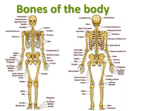 The human skeleton is the internal framework of the human body. Bones