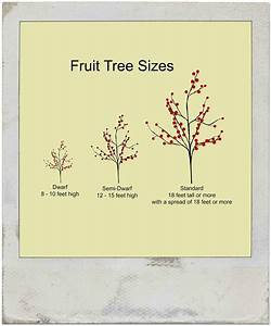 What Does Dwarf Fruit Tree Mean Home Garden Joy
