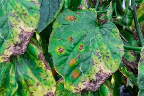 Black Spots On Tomato Leaves Treating Septoria Leaf Spot