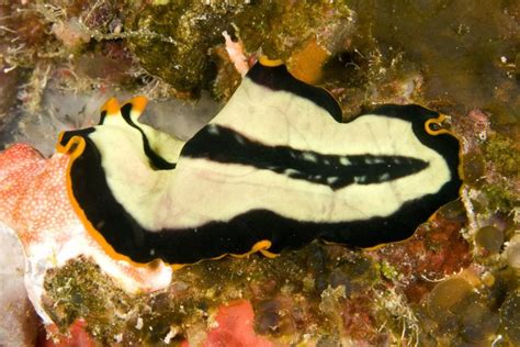 Photos Of Flatworms Phylum Platyhelminthes Flatworm Underwater