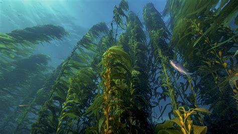 Swim Among Giant Kelp Forests On A New Underwater Live Cam Explore