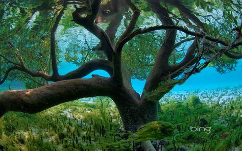 Widescreen Underwater Plants Seychelles Bingtrees Desktop