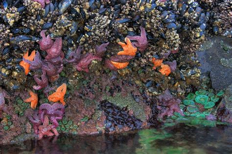 6 Best Tide Pools In The Bay Area Ca Property Alliance Blog